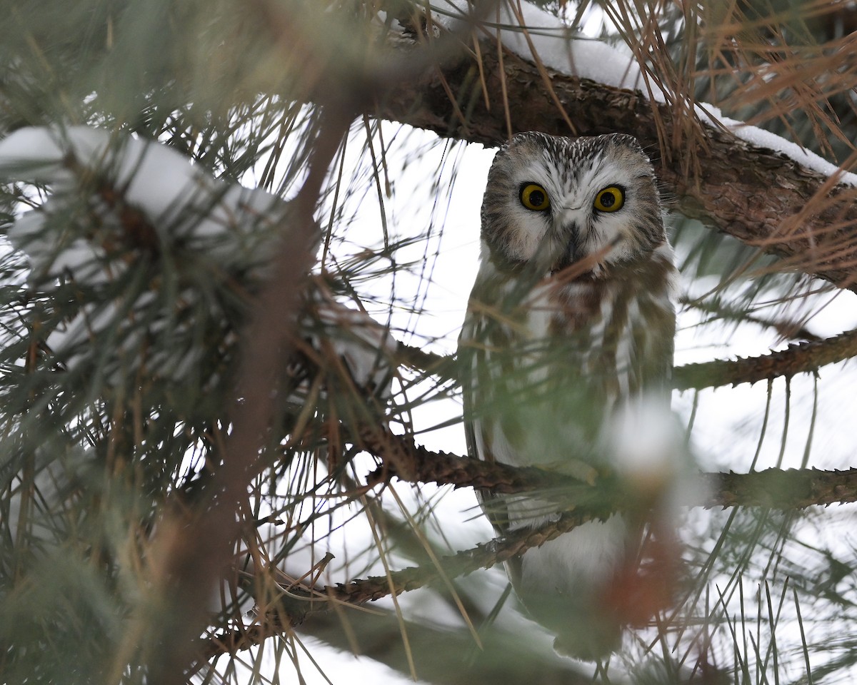 Petite Nyctale - ML646273622