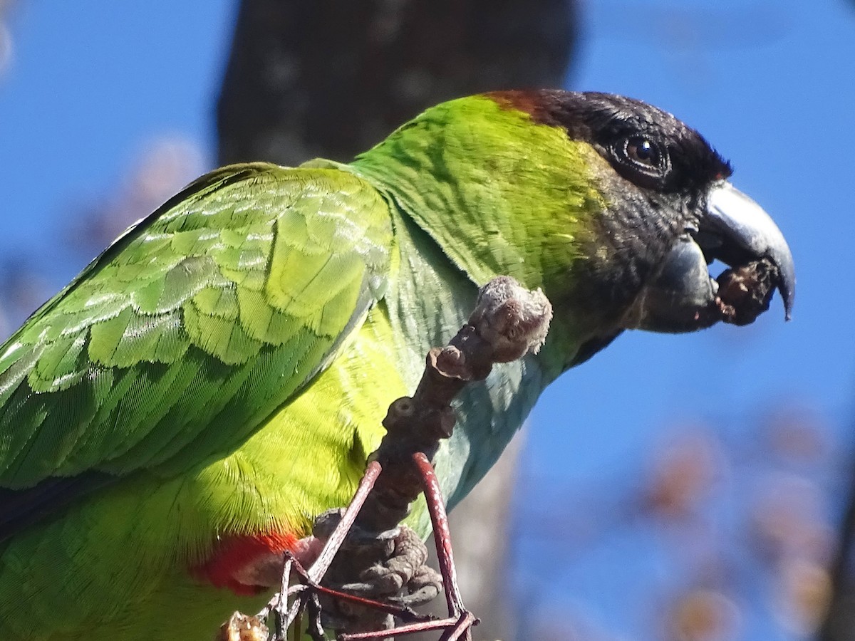 Conure nanday - ML646273624