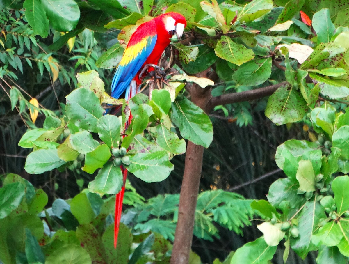 Ara rouge - ML646273625