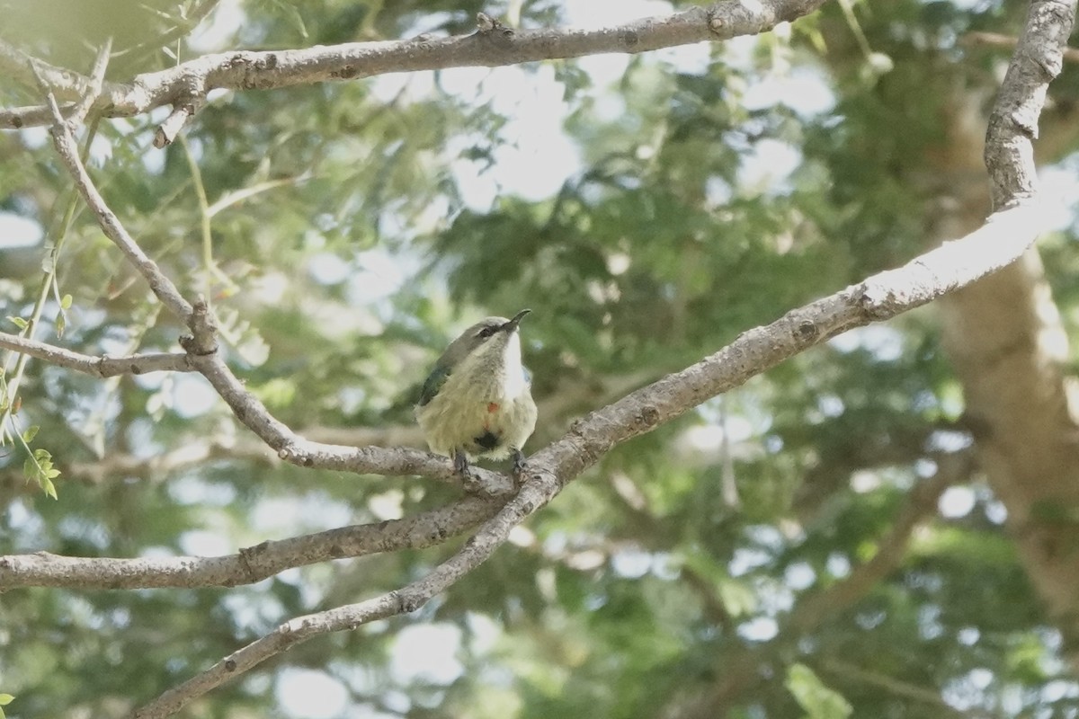 Souimanga à longue queue - ML646273626