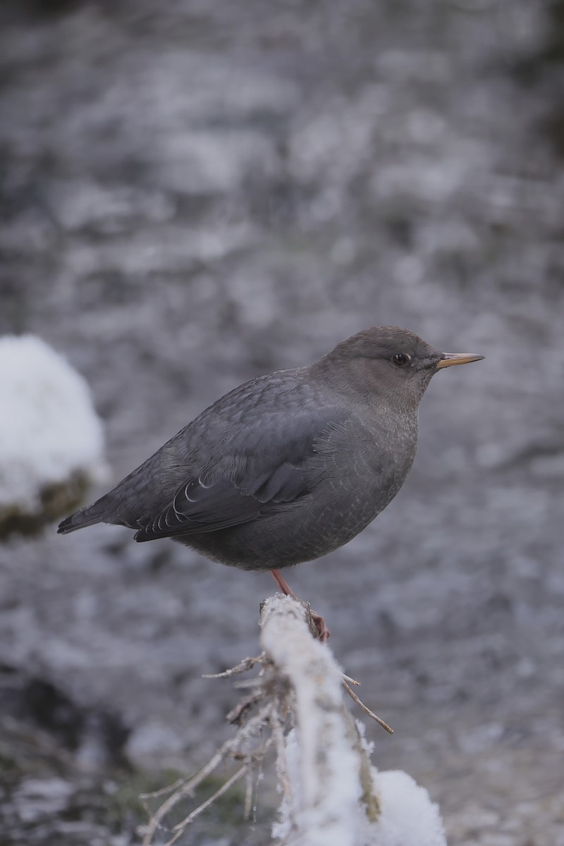 Cincle d'Amérique - ML646273627
