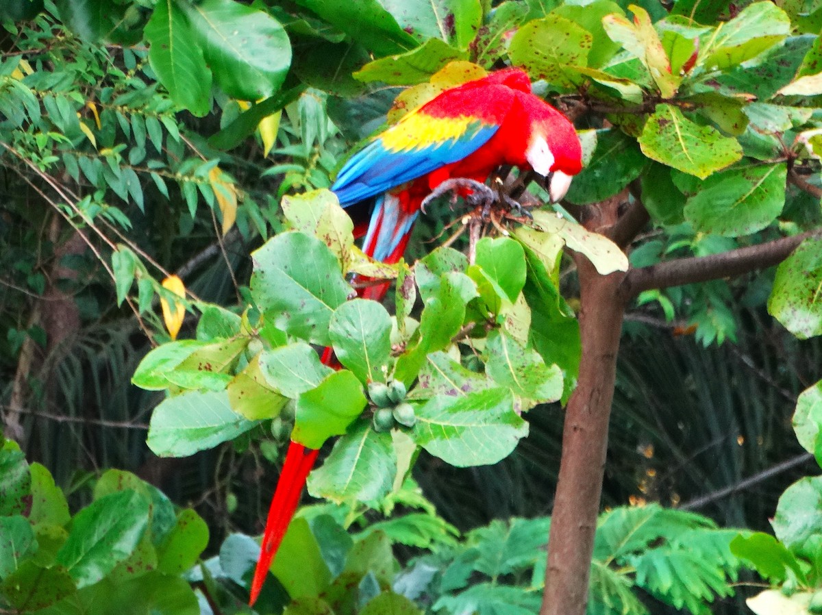 Ara rouge - ML646273629