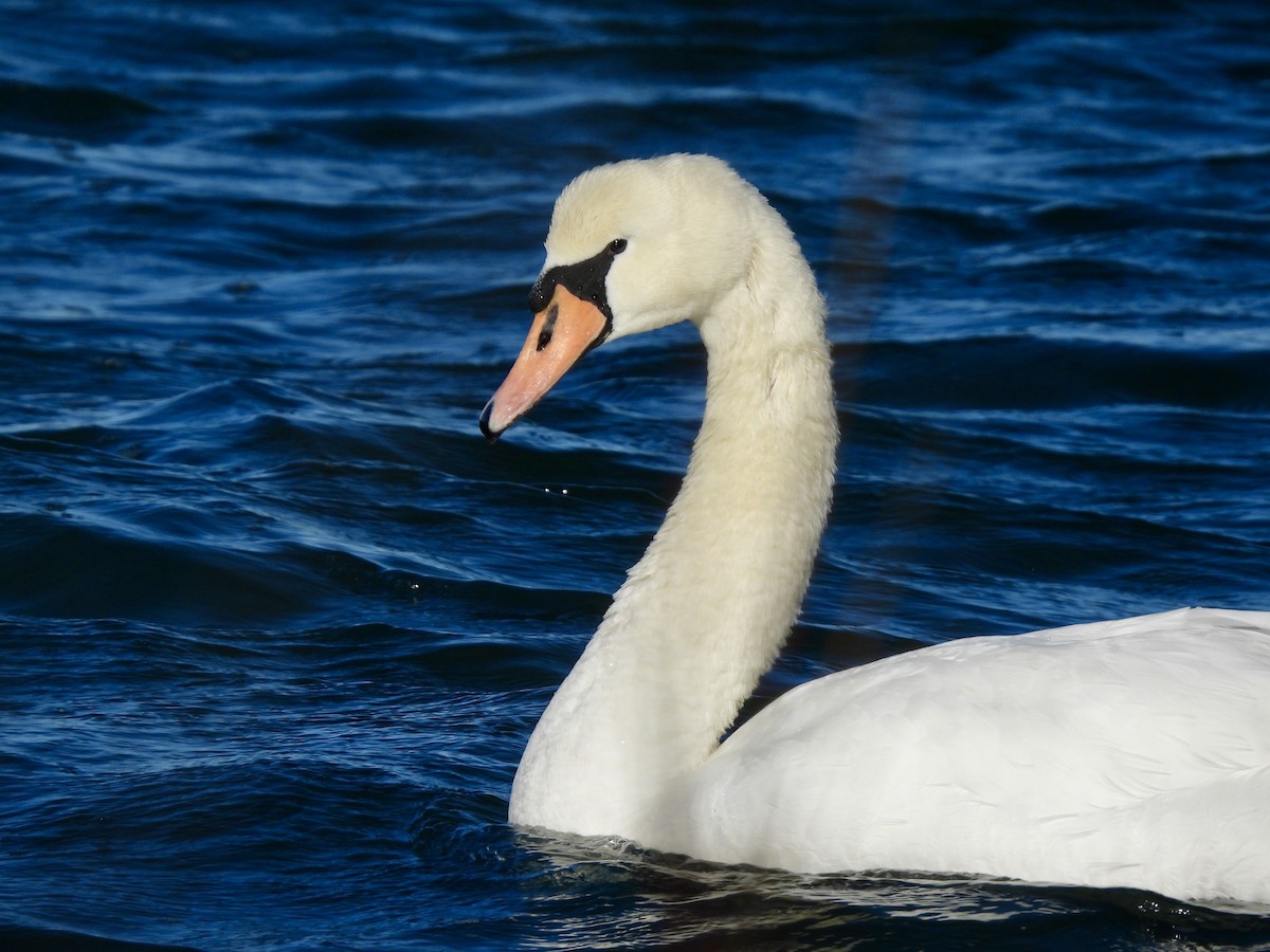 Cygne tuberculé - ML646273630