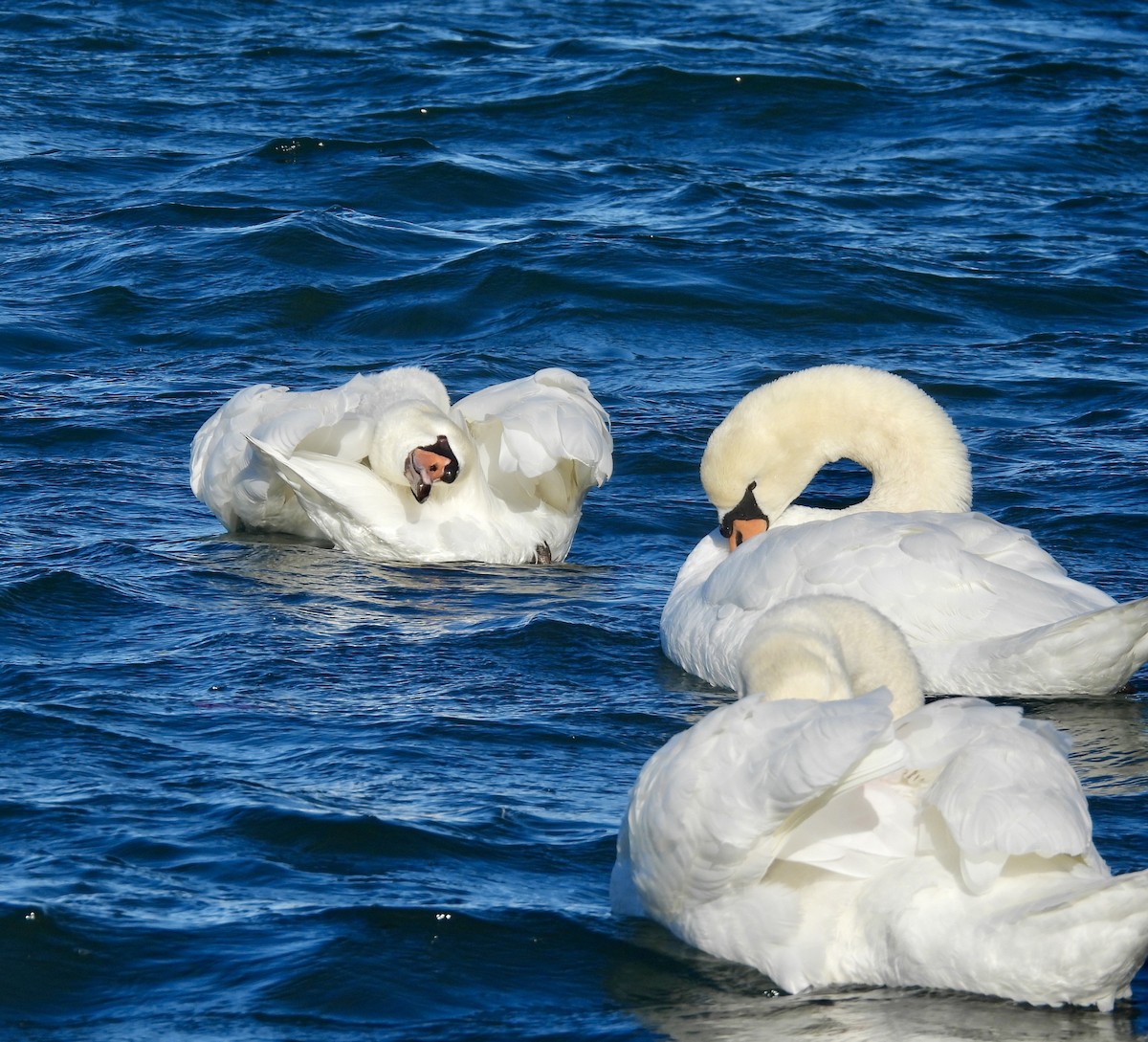 Cygne tuberculé - ML646273631