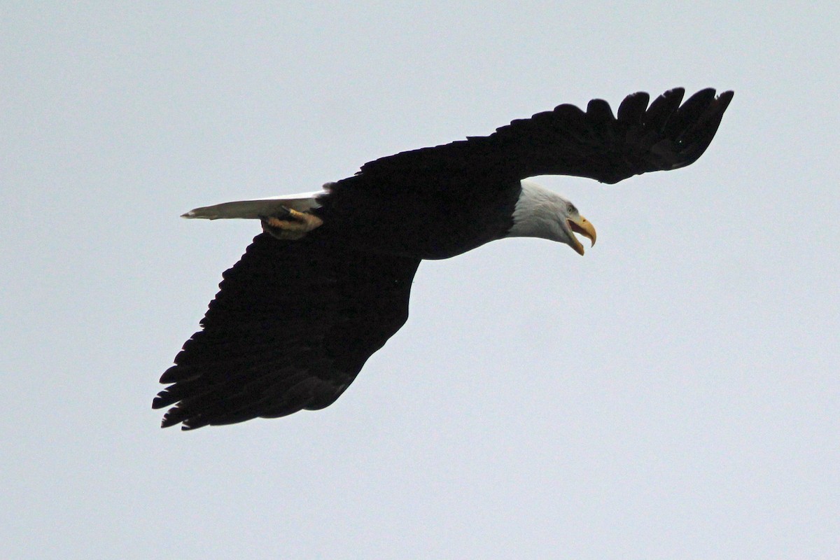 Bald Eagle - ML646273633
