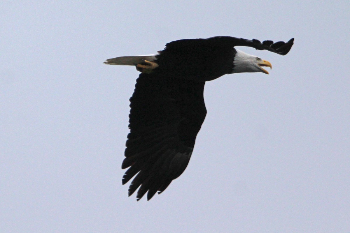 Bald Eagle - ML646273634