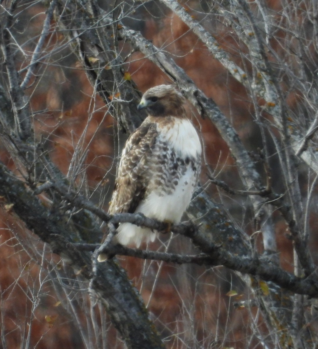 Red-tailed Hawk (abieticola) - ML646273636