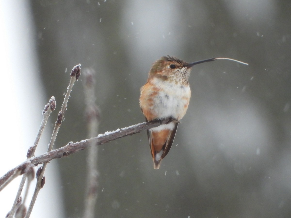 kalypta rezavolesklá - ML646273643