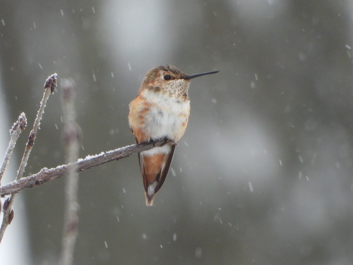 kalypta rezavolesklá - ML646273644