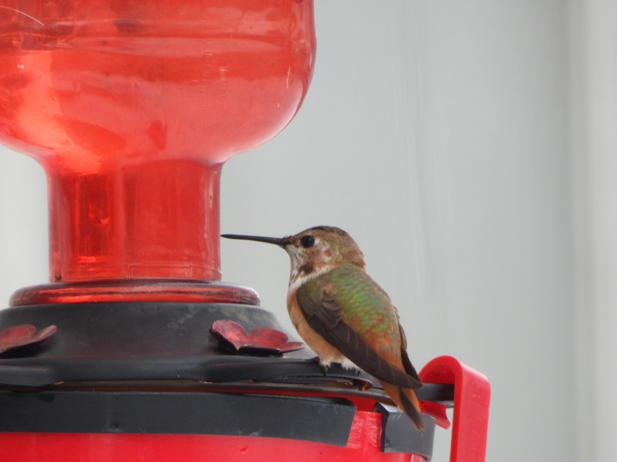 kalypta rezavolesklá - ML646273646