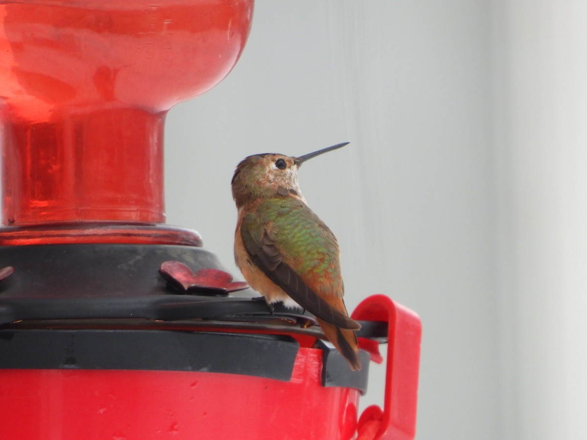 kalypta rezavolesklá - ML646273647