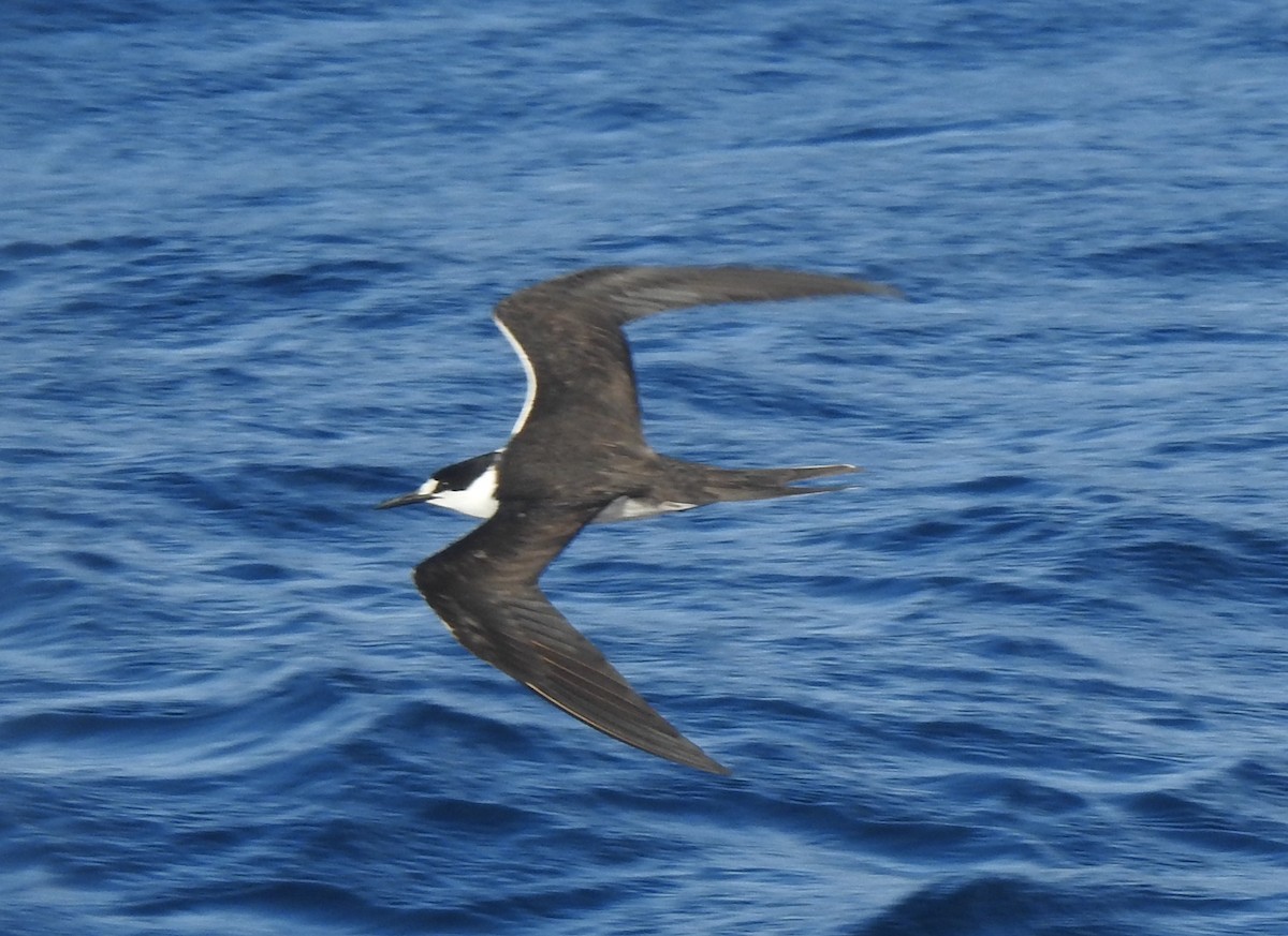 Sooty Tern - ML646273650