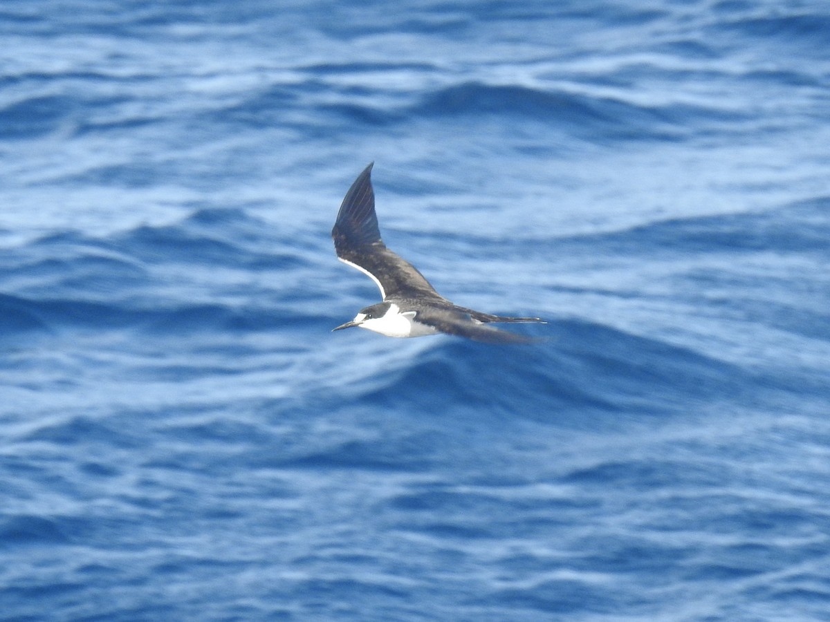 Sooty Tern - ML646273651
