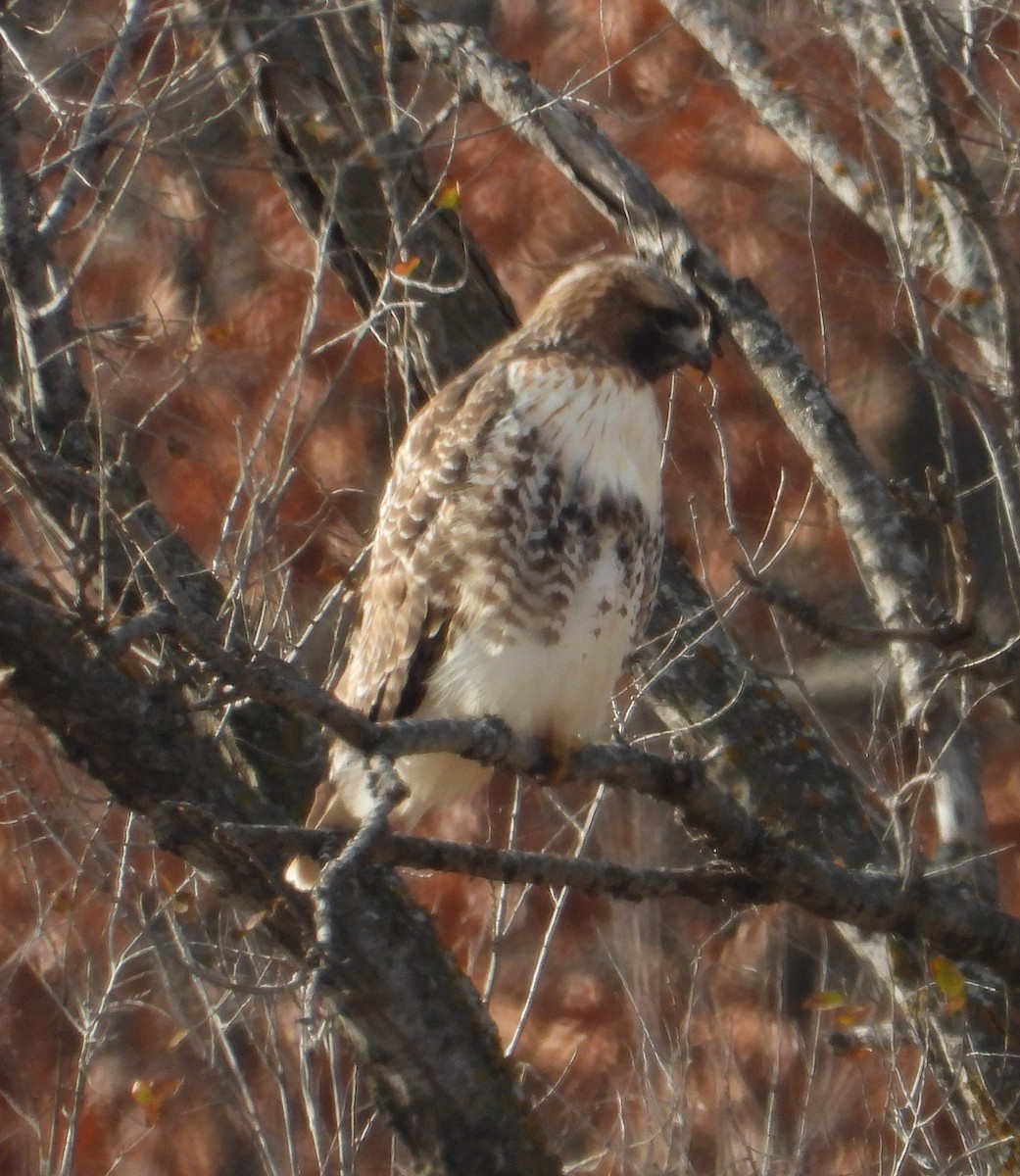 Red-tailed Hawk (abieticola) - ML646273653