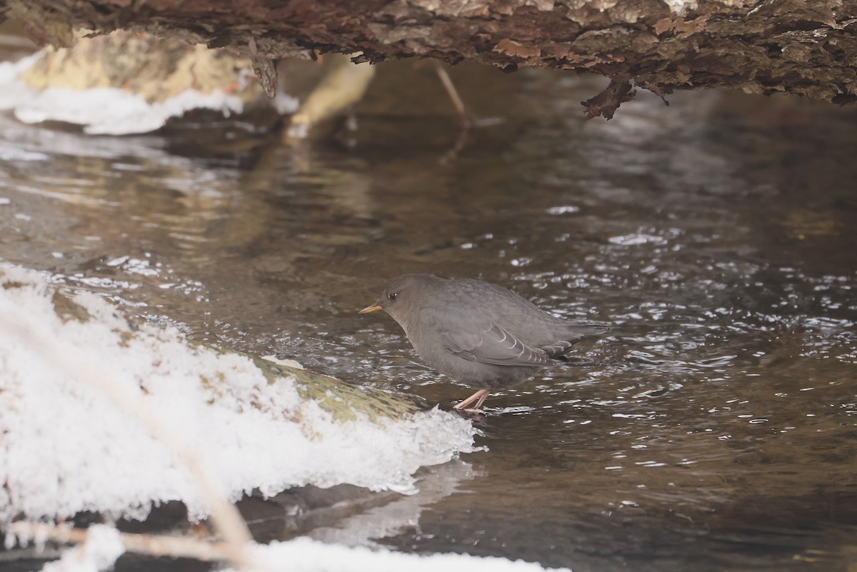 American Dipper - ML646273657
