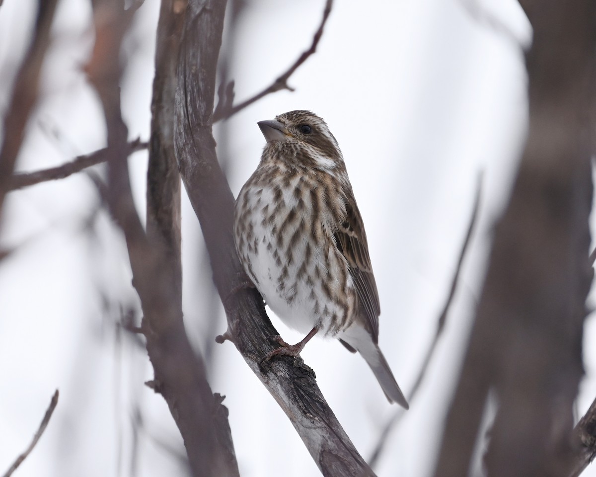 hýl nachový - ML646273661