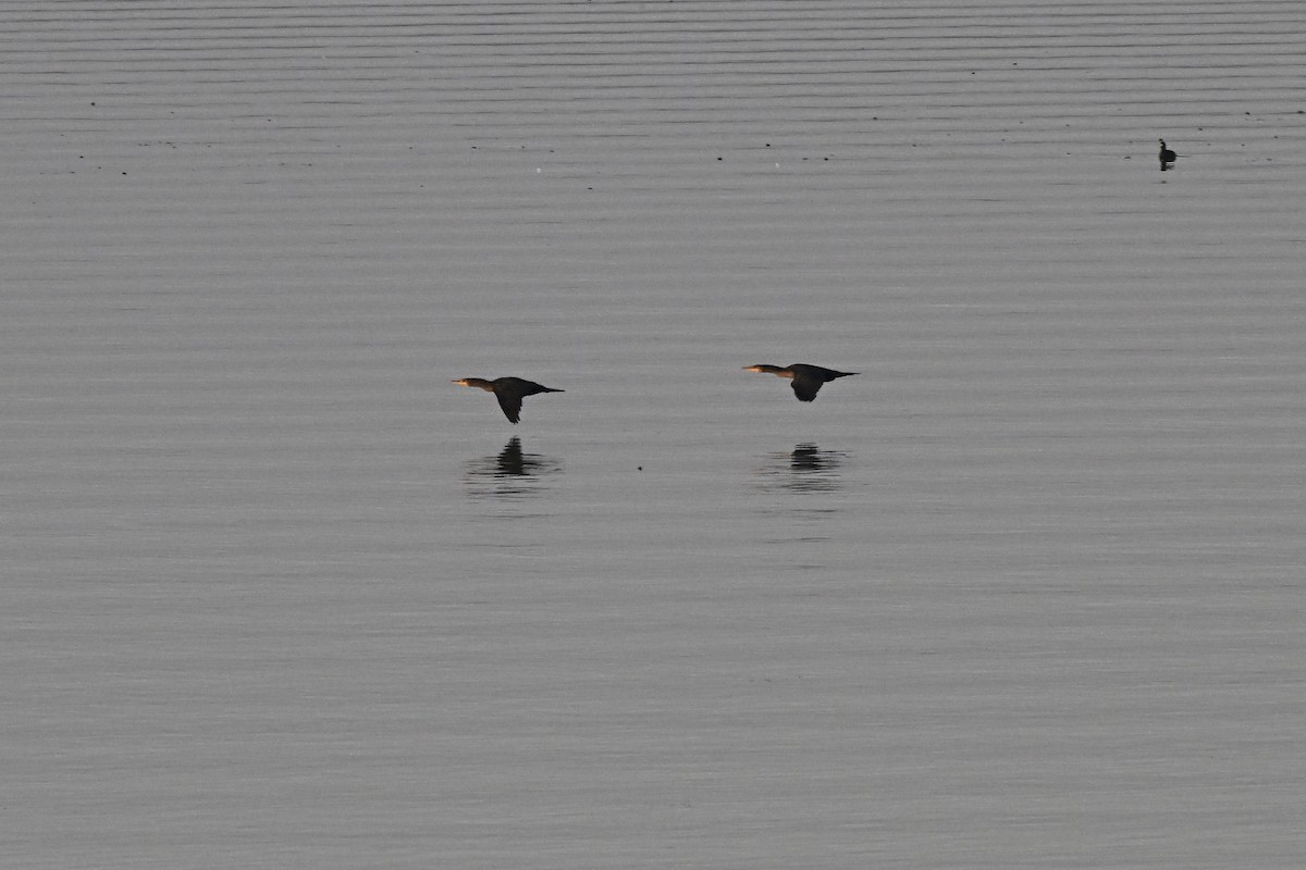 ミミヒメウ - ML646273662