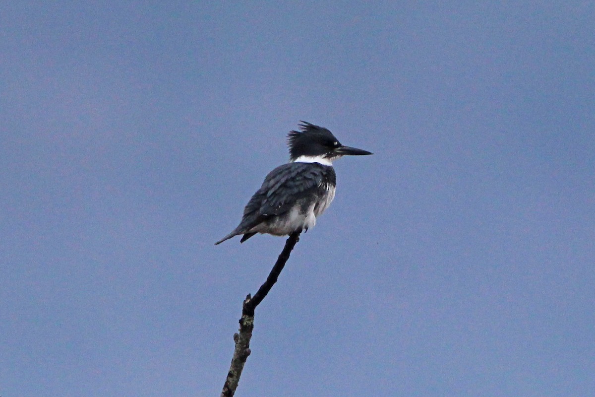 Belted Kingfisher - ML646273670