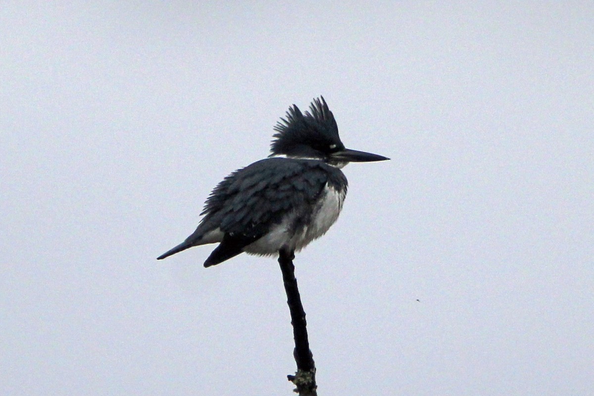 Belted Kingfisher - ML646273671