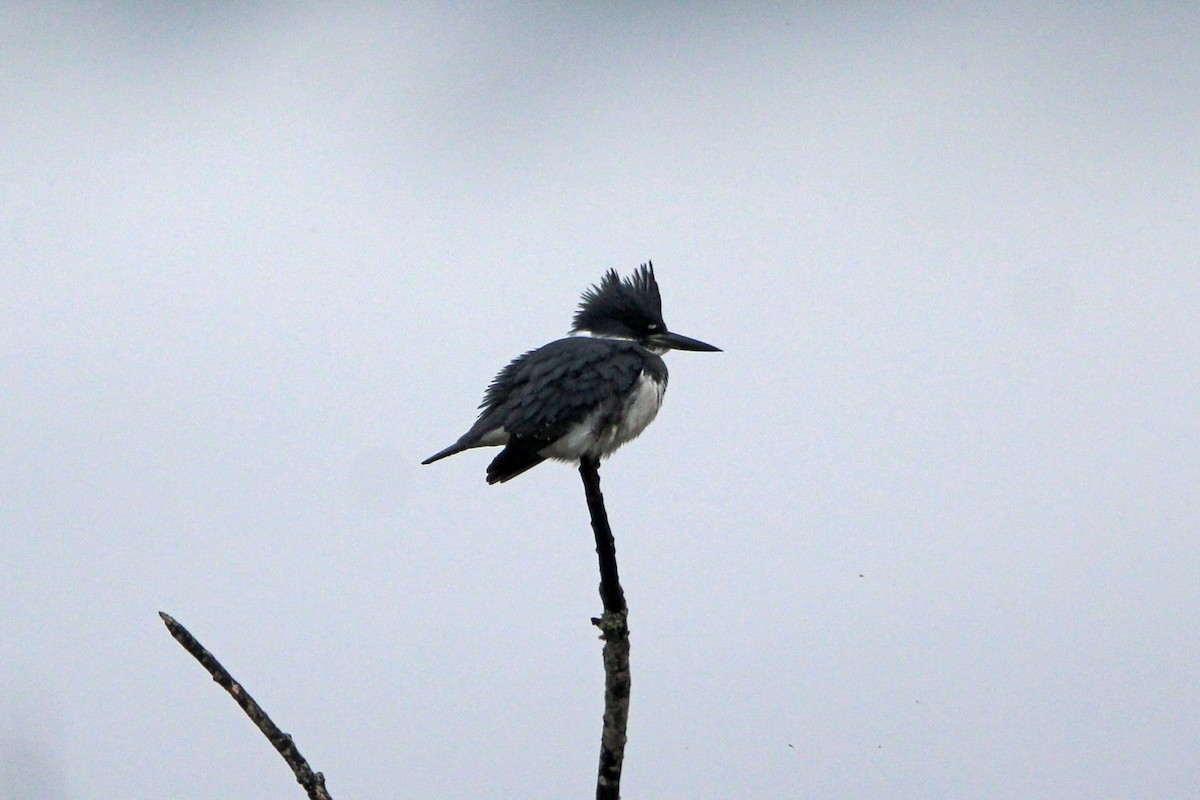 Belted Kingfisher - ML646273672