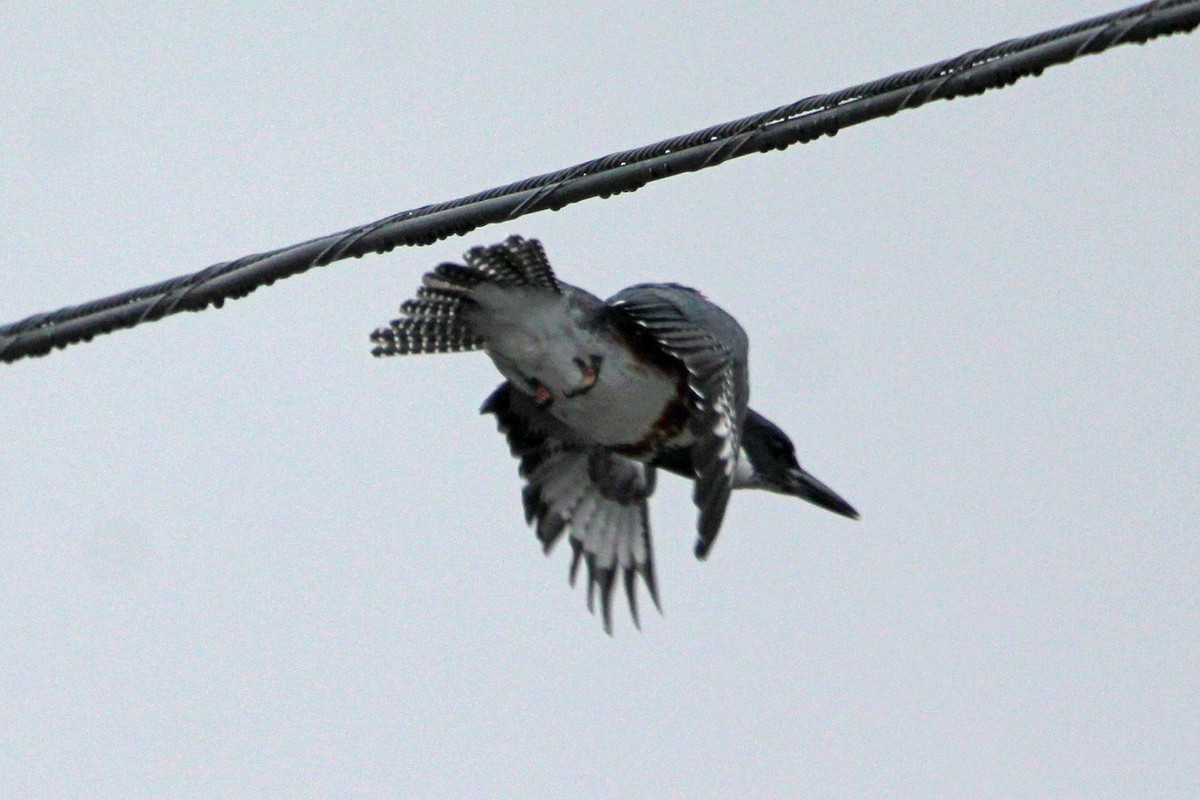Belted Kingfisher - ML646273673
