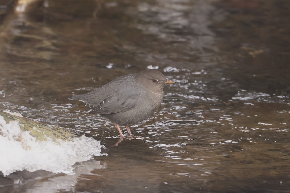 American Dipper - ML646273676
