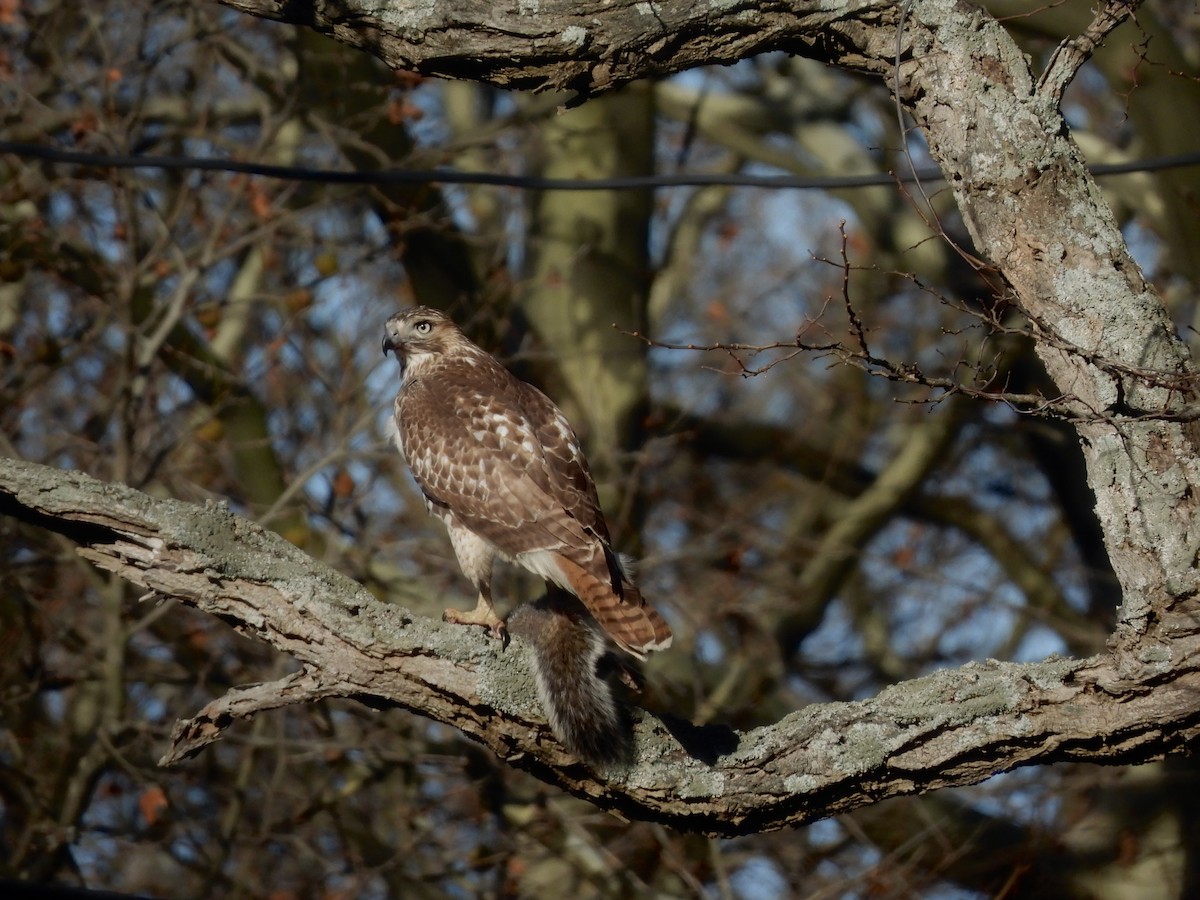 Red-tailed Hawk - ML646273678