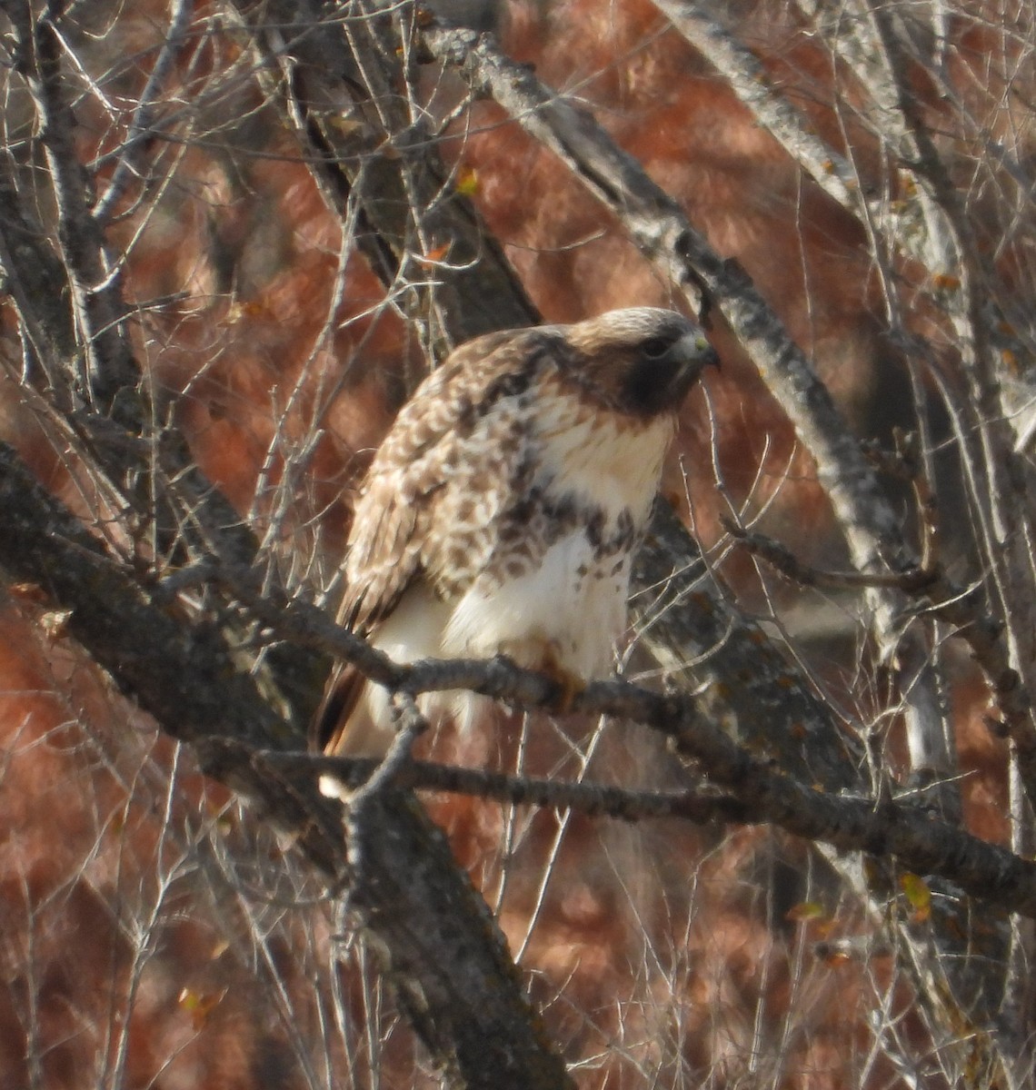 Red-tailed Hawk (abieticola) - ML646273681