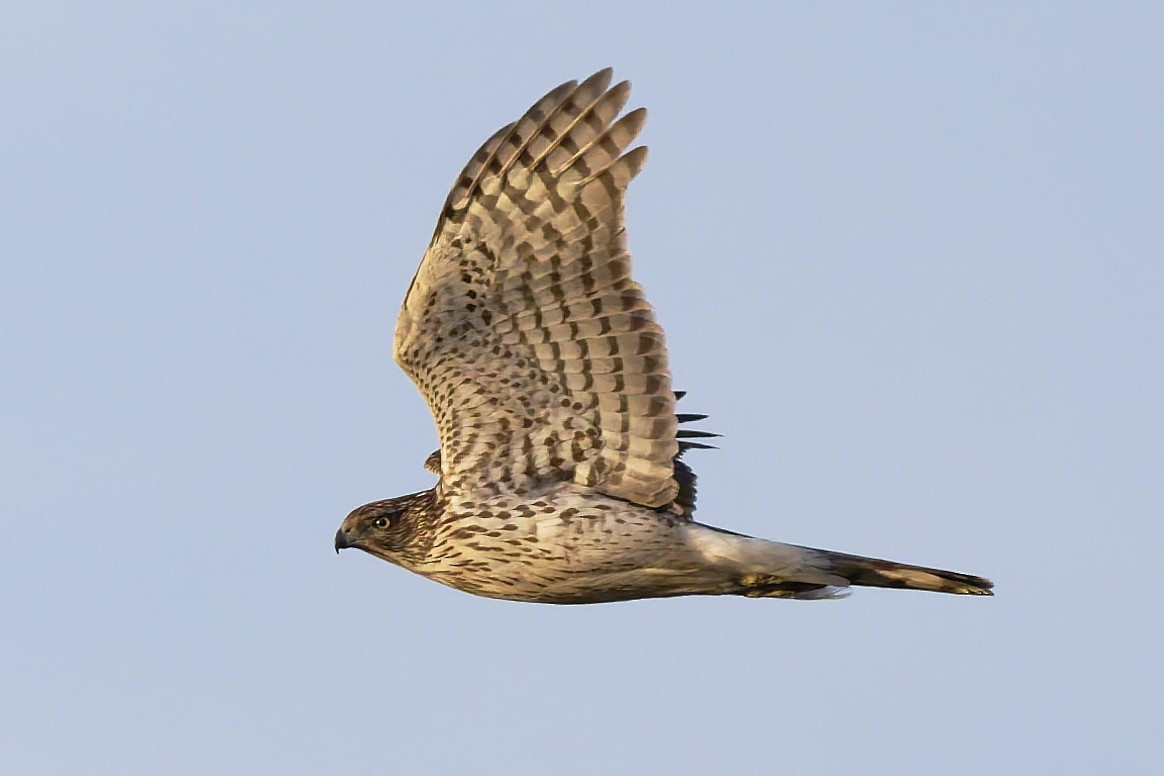 Cooper's Hawk - ML646273692