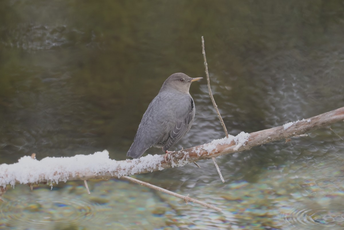 American Dipper - ML646273697