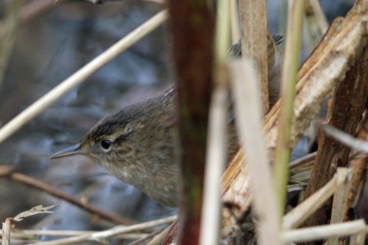 Marsh Wren - ML646273699
