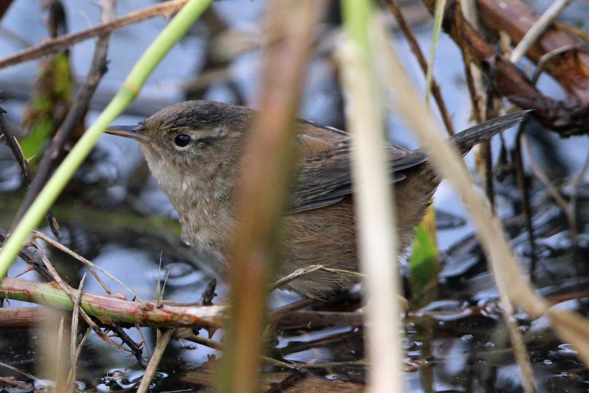 Marsh Wren - ML646273700