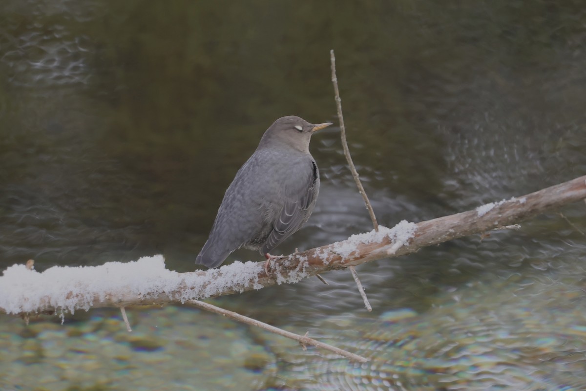 American Dipper - ML646273702