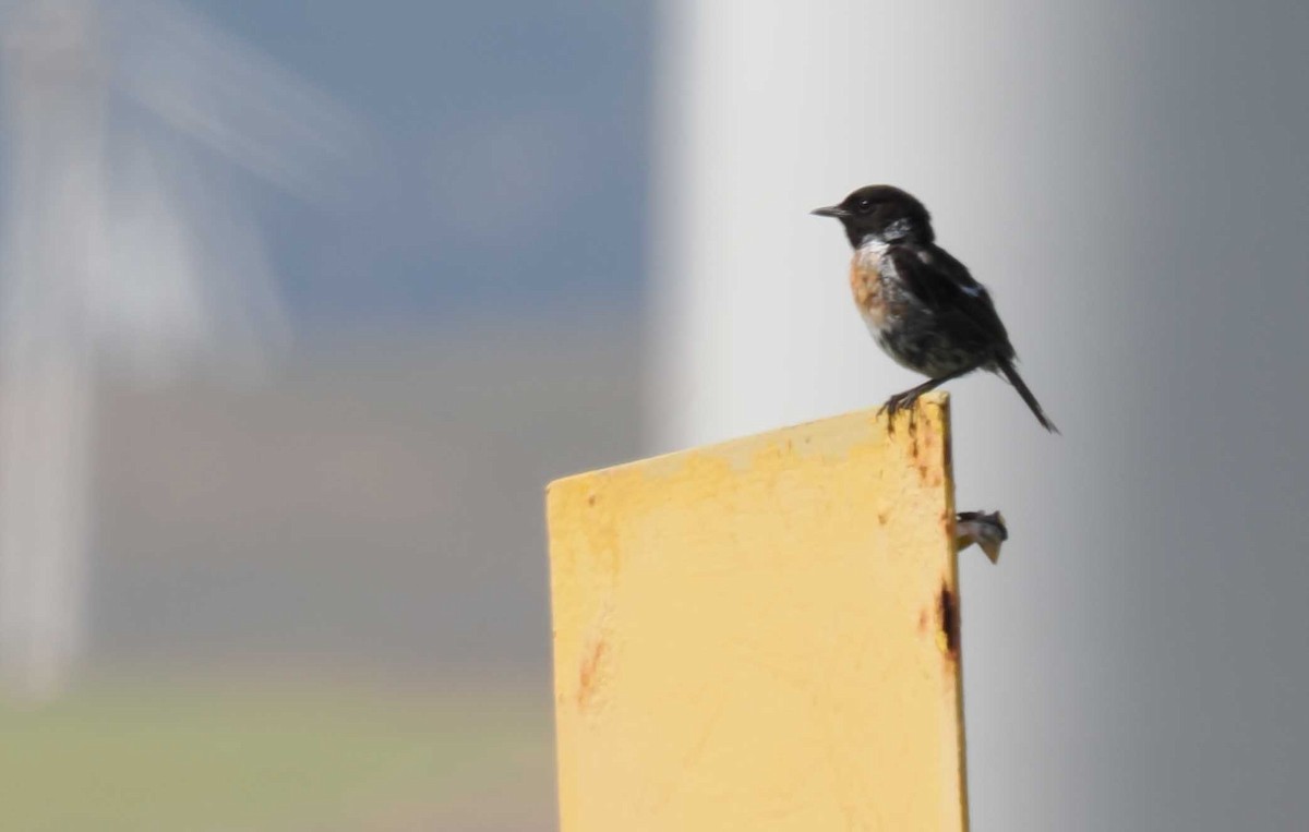 European Stonechat - ML646273706