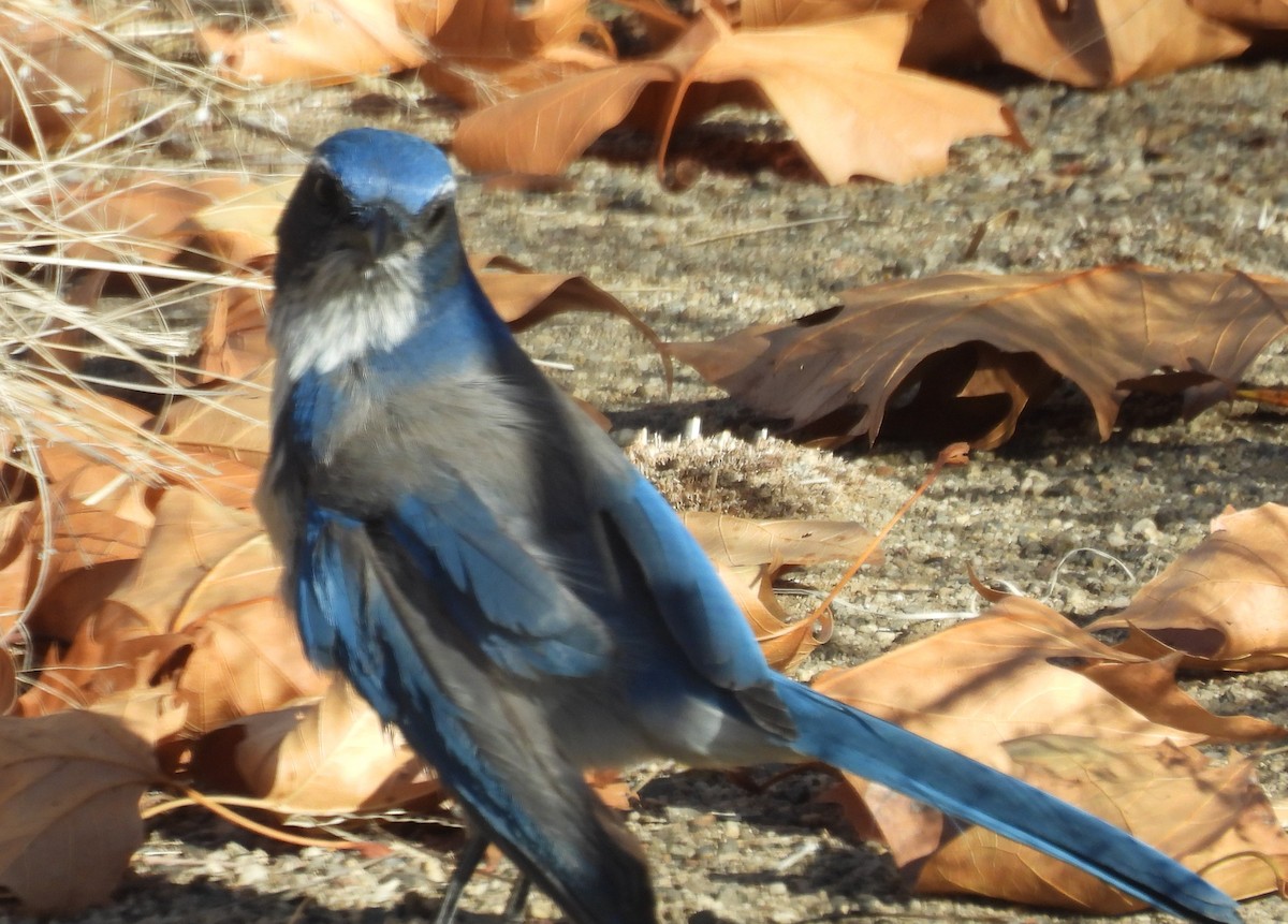 California Scrub-Jay - ML646273707