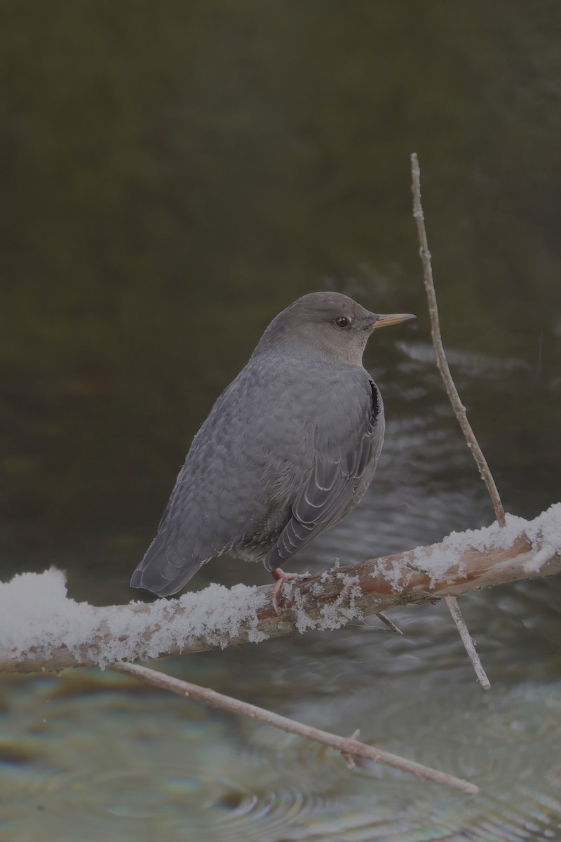 American Dipper - ML646273709