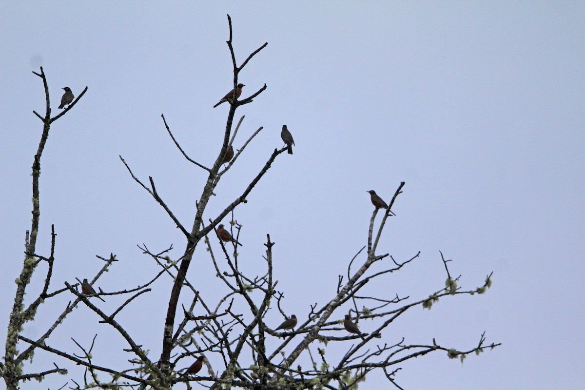 American Robin - ML646273721