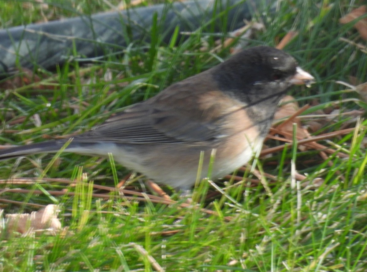 Dark-eyed Junco (Oregon) - ML646273722