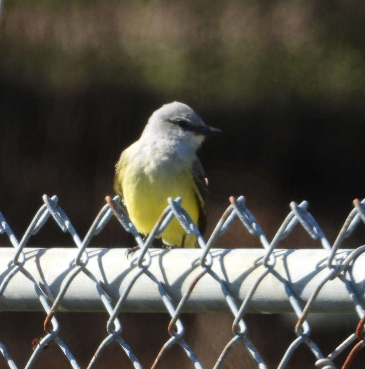 Western Kingbird - ML646273726