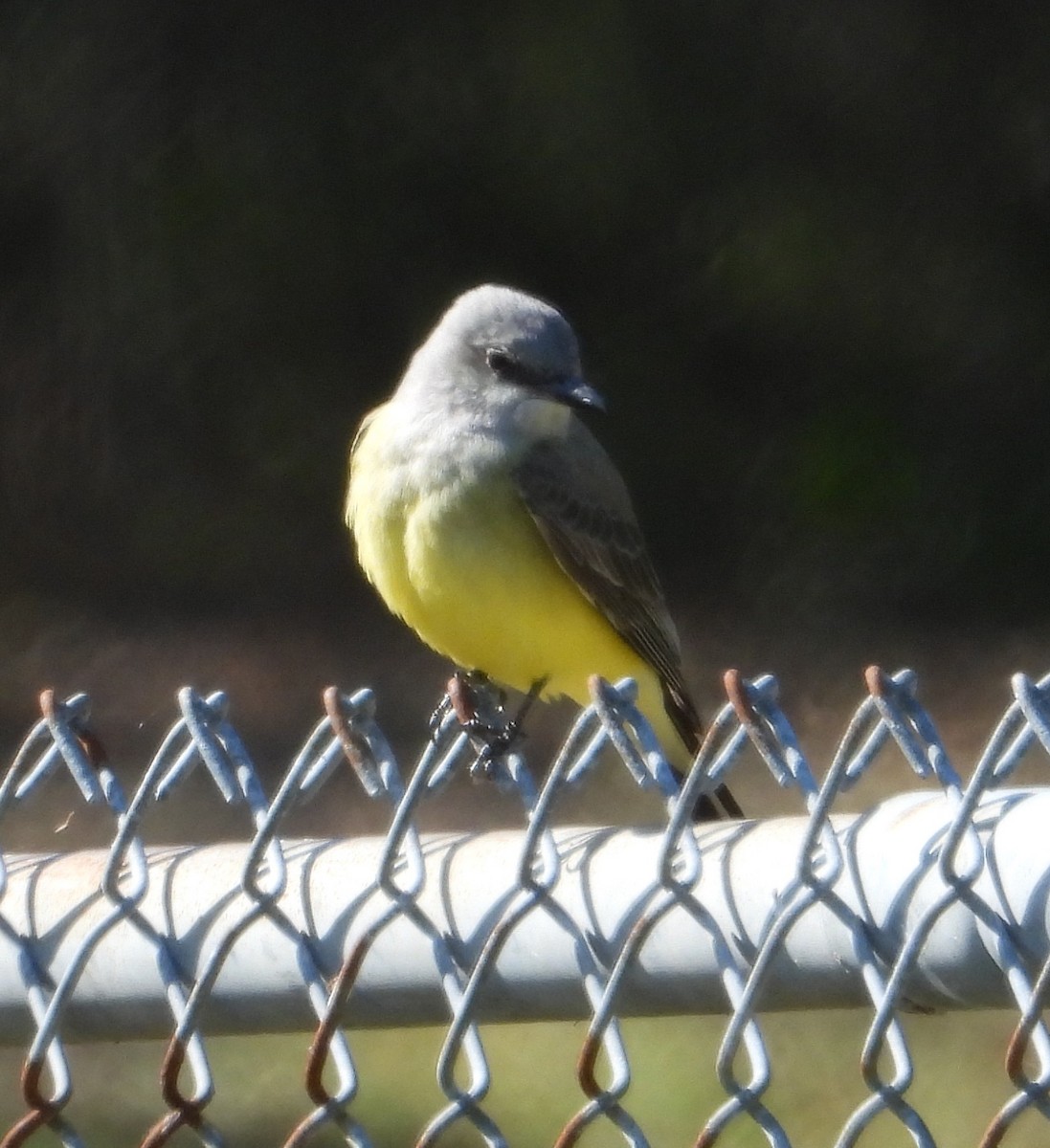 Western Kingbird - ML646273727