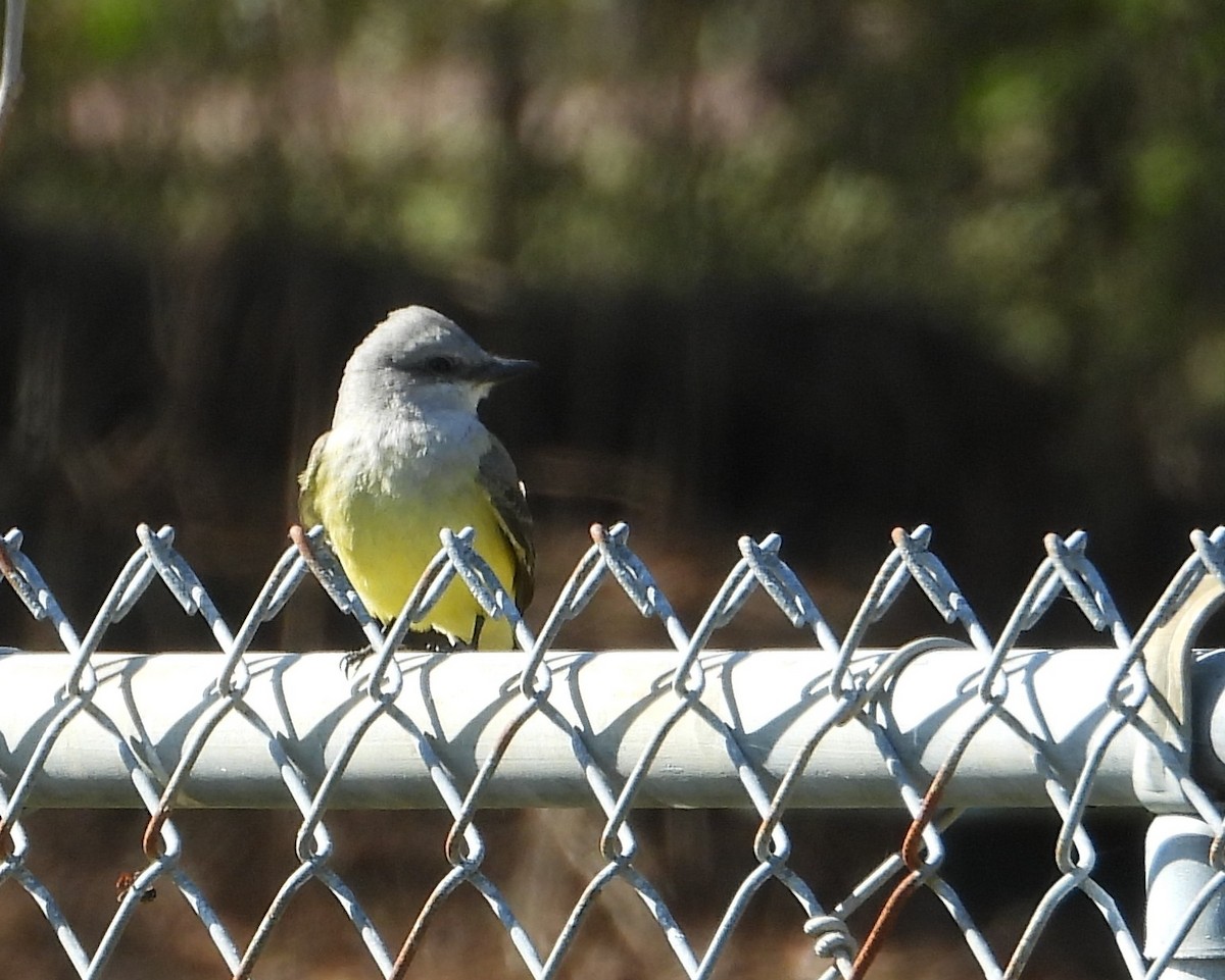 Western Kingbird - ML646273728