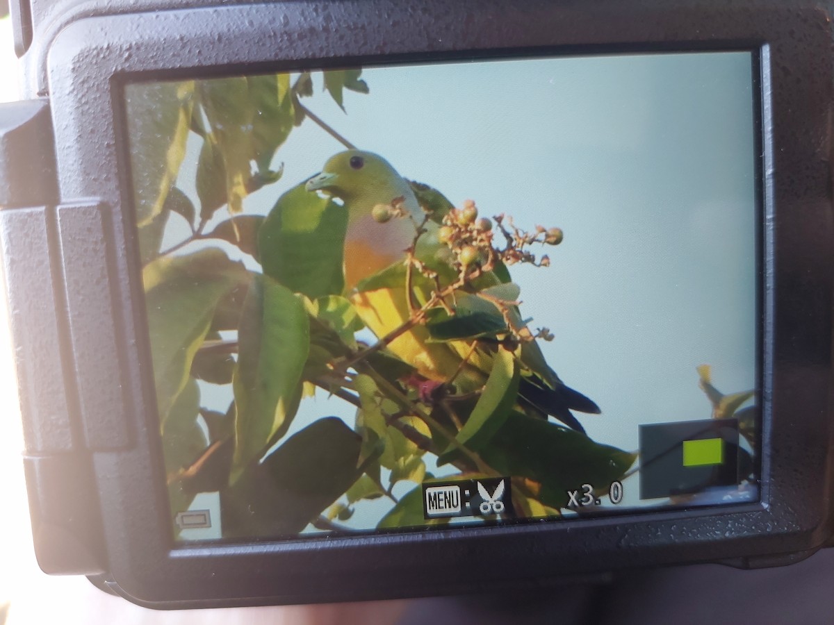 tobeltegrønndue - ML646273731