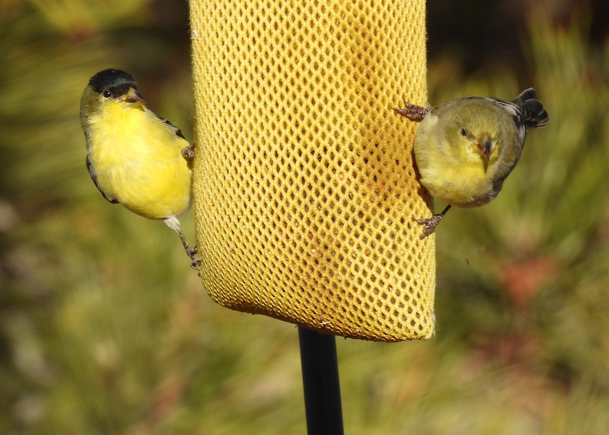 Lesser Goldfinch - ML646273732