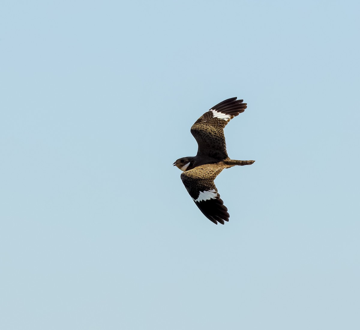 Nacunda Nighthawk - ML646273748