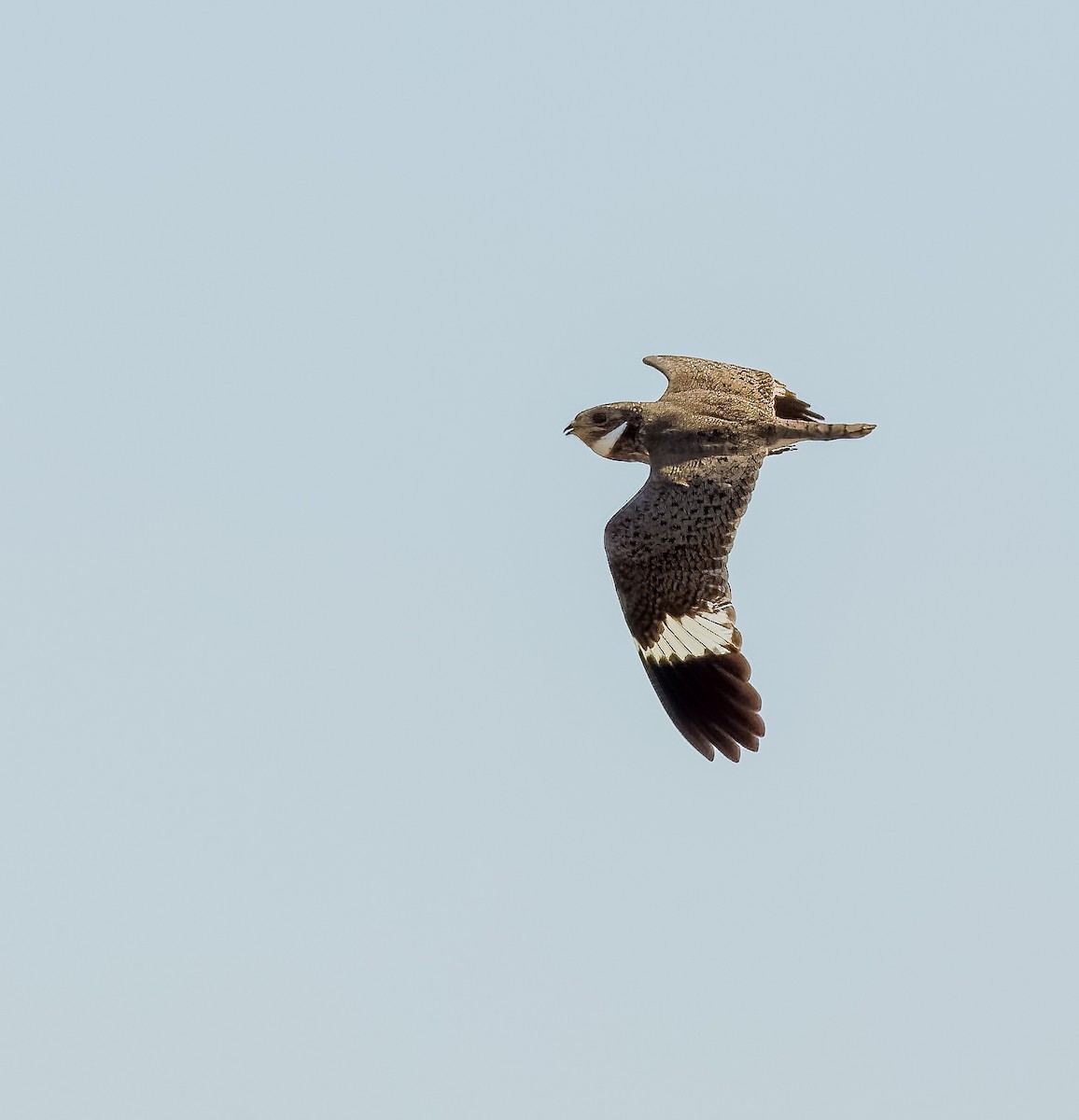 Nacunda Nighthawk - ML646273749