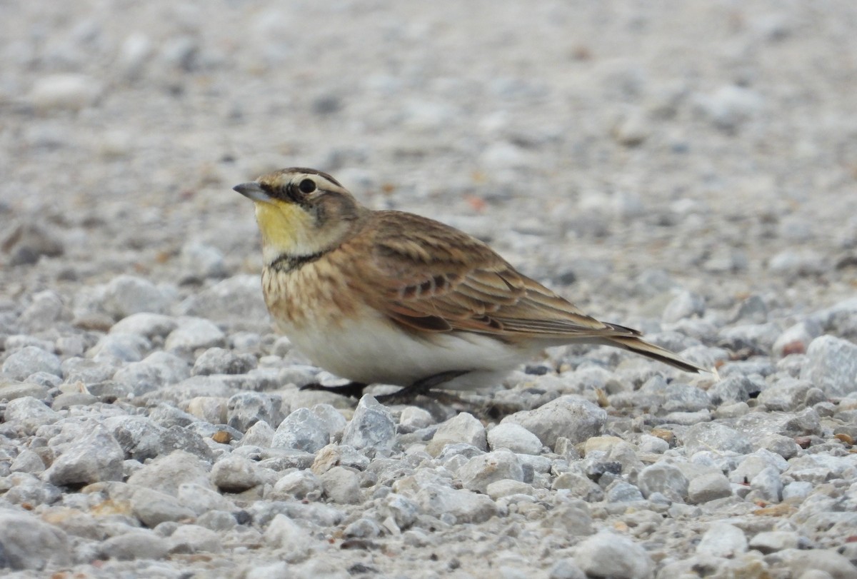Horned Lark - ML646273750