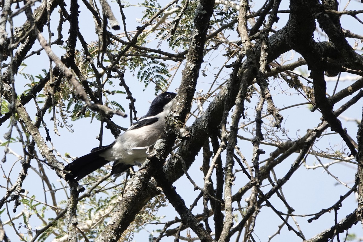 Гонолек чагарниковий - ML646273751