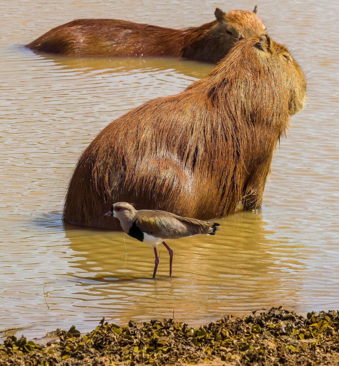 Southern Lapwing - ML646273755