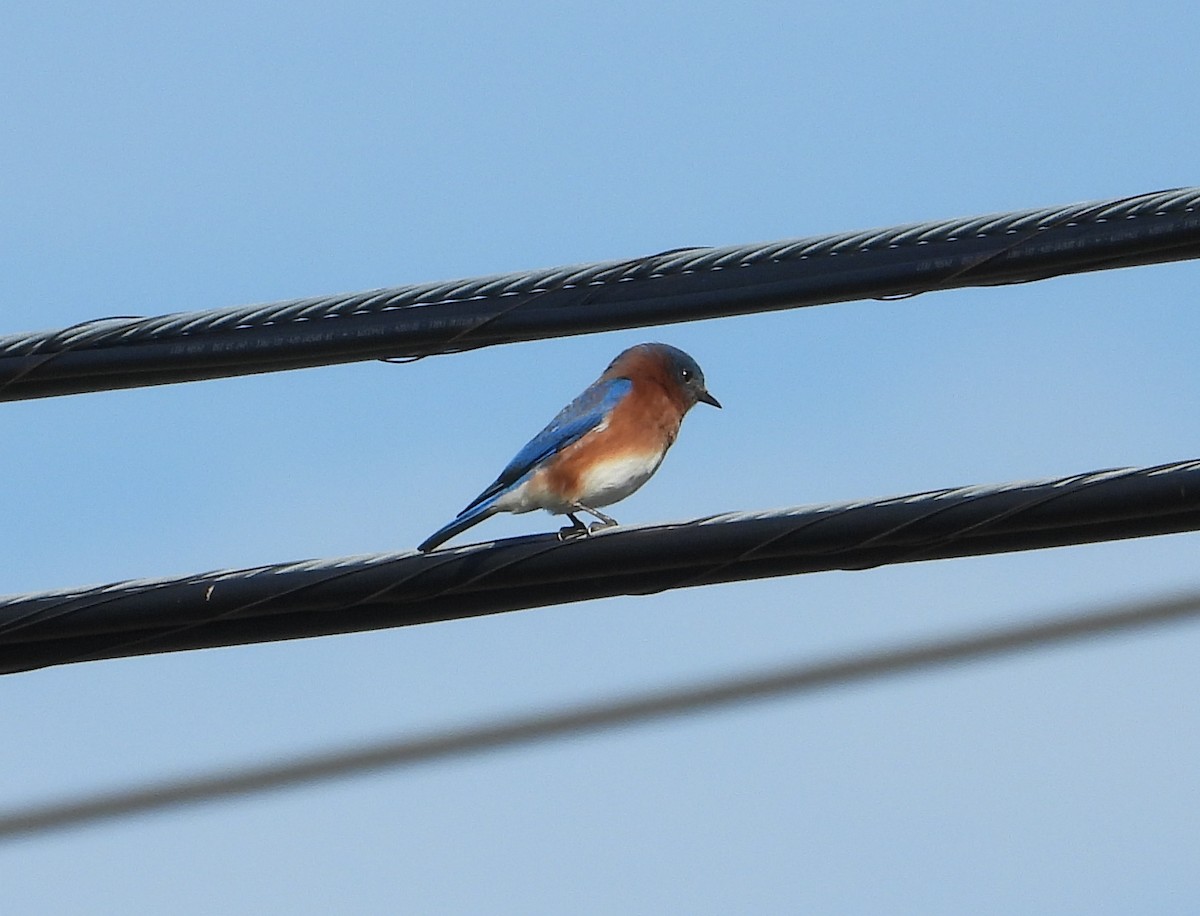 Eastern Bluebird - ML646273761