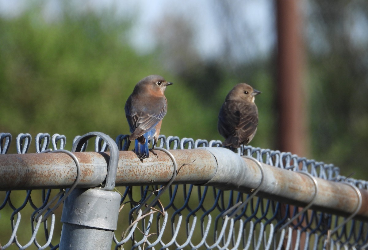 Eastern Bluebird - ML646273762